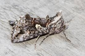 Image result for Syngrapha interrogationis