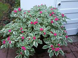 Image result for Impatiens wallerana