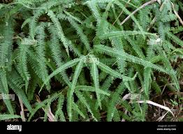 Image result for Gleicheniaceae