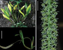 Image result for Indigofera soutpansbergensis