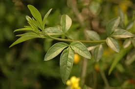 Image result for Jasminum meyeri-johannis