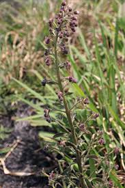 Image result for Blumea axillaris