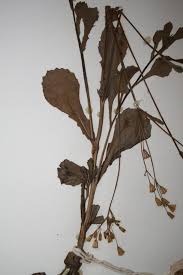 Image result for Emilia abyssinica