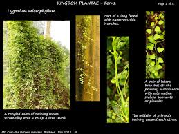 Image result for Lygodium microphyllum