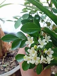 Image result for Murraya paniculata