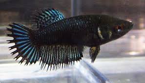 Black Orchid Female By Betta Bids Auction Usa Lower 48 Facebook Betta Betta Fish Betta Aquarium