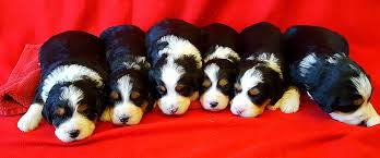 We did not find results for: Mini Bernedoodles In Indiana