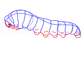 4.draw some small ovals on your body. How To Draw A Caterpillar Step By Step Drawing Guide By Dawn Dragoart Com