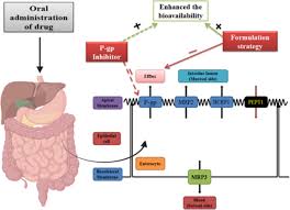Image result for P-Glycoprotein