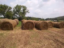 White House Farms Tennessee Cow Hay Tennessee Grass Hay Farm