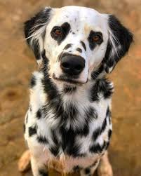 Este Dalmata Tem Manchas Lindas Em Forma De Coracao Ao Redor De Seus Olhos In 2020 Best Dog Names Dalmatian Cartoon Dog