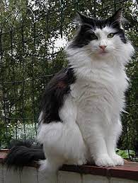 Whether you want to buy one or already own such a cat, you can benefit from some information about the breed. Norwegian Forest Cat Wikipedia