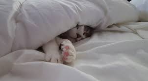 How Can Cats Breathe Under A Heavy Blanket Quora