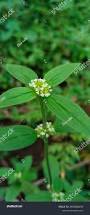 Image result for Spermacoce perennis