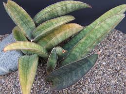 Image result for Sansevieria hallii