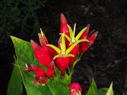 Image result for Loganiaceae