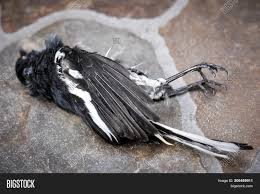 He likes to sit out in the sun all day around our and the neighbouring gardens, and goes a bit mad if kept in for long periods. Magpie Bird Killed By Image Photo Free Trial Bigstock
