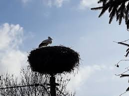 Dzień po rozpoczęciu astronomicznej wiosny, czyli w poniedziałek, 21 marca, rozpoczynie się kalendarzowa wiosna. Wiosna Kalendarzowa Artykuly Gazeta Pomorska