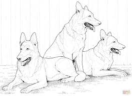 You can now print this beautiful realistic dog coloring page or color online for free. German Shepherd Dog Coloring Pages Coloring Home