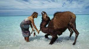 His last drink had been weeks ago. Feral Camels Australia Population Estimated To Be At 1 2 Million And Growing Fast