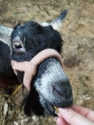 Easy Baked Goat Treats In 2020 Goats Easy Baking Goat Toys