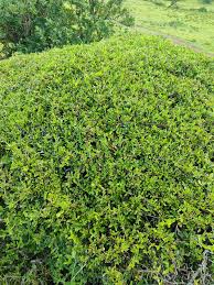 Image result for Pyrostria phyllanthoidea