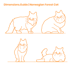 5 pinterest twitter facebook reddit. Norwegian Forest Cat Dimensions Drawings Dimensions Com