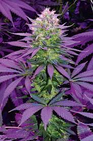 Medizinisches marihuana wird immer beliebter als alternative zu herkömmlichen schmerzlindernden medikamenten, einschließlich opioiden. Legendare Cannabissorten Und Ur Genetik Grow Magazin