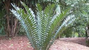 Image result for Encephalartos ferox