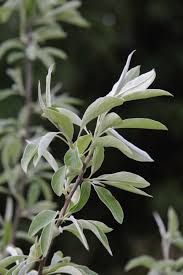 Image result for Kotschya stolonifera