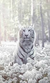 Find fierce and baby tiger pictures in this broad collection and download them for free. Magical White Tiger Majestic Animals Animals Tiger Pictures