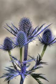 Many different forms are available, including the common deciduous shrub, tree forms, and dwarf forms. Carefree Sunny Cutting Garden Zone 5