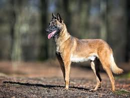 Search dog (drugs, explosives and. Malinois Im Rasseportrait Tieranzeigen Com