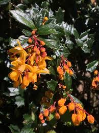 Image result for Berberis darwinii