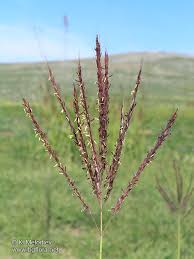 Image result for Dichanthium