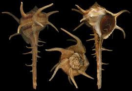 Image result for Micractis bojeri