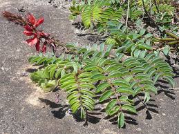 Image result for Indigofera sanguinea