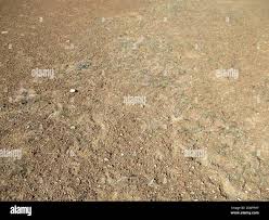 Image result for Stipagrostis hirtigluma