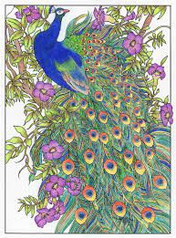 There were only a few types left, such as the green peacock, the blue peacock and the kongo peacock. Peacock From Creative Haven Peacock Designs Coloring Book Designs Coloring Books Coloring Books Coloring Book Pages