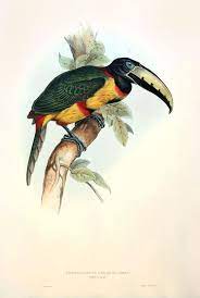 pteroglossus regalis royal aracari edward lear 1834 lear s work is distinguished by the fact that he was the firs bird prints bird illustration bird art