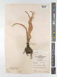 Image result for Hypoxis subspicata