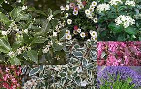 Tra le piante sempreverdi vi sono: 8 Piante Facili E Molto Decorative Per Il Giardino Verde Progetto