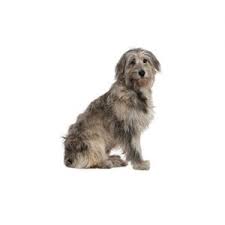 Check spelling or type a new query. Irish Wolfhound Puppies Petland Orlando East