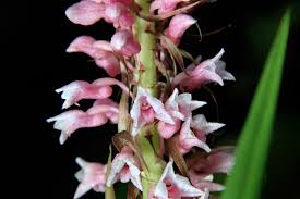 Image result for Lessertia macrostachya