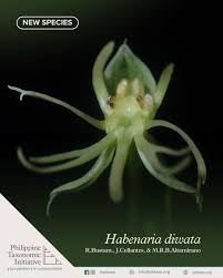Image result for Habenaria microsaccus
