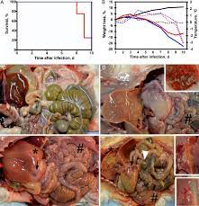 Dec 02, 2019 · marburg virus first popped up on health officials' radar in 1967 when more than two dozen cases of hemorrhagic fever first appeared in germany and what is now serbia. A Survival Curve Of Guinea Pigs Gps Infected With Marburg Virus Ravn Download Scientific Diagram