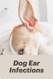 Dog Ear Infection Information In 2020 Dogs Ears Infection Dogs Animals