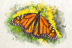 New users enjoy 60% off. Monarch Butterfly Watercolor Art Painting By Christina Rollo