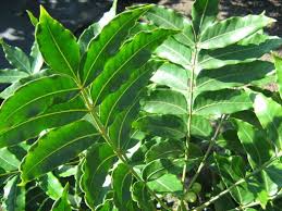 Image result for Harpephyllum afrum