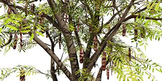 Image result for Acacia brevispica